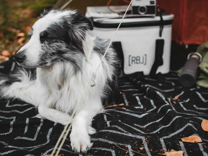 Hund von Liesbeth Disbergen auf Picknickdecke