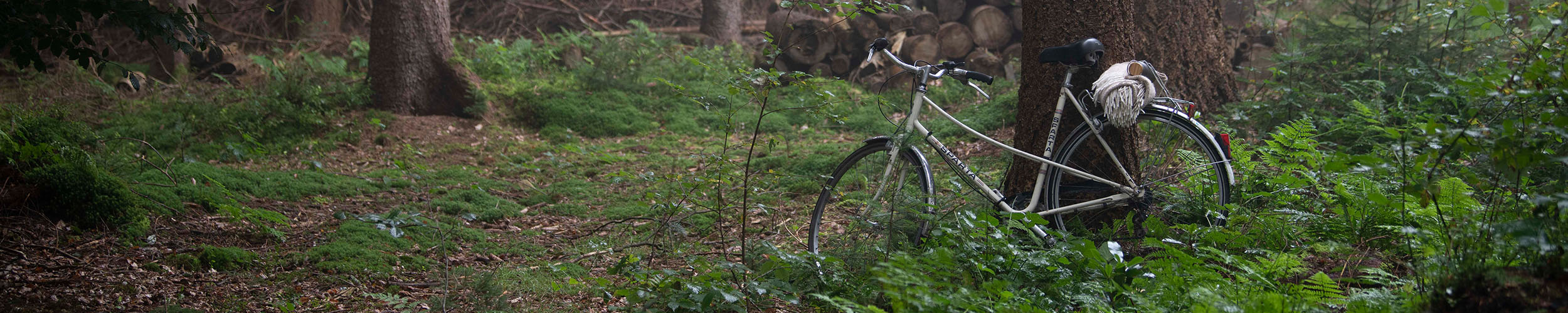 Fahrrad im Wald an Baum