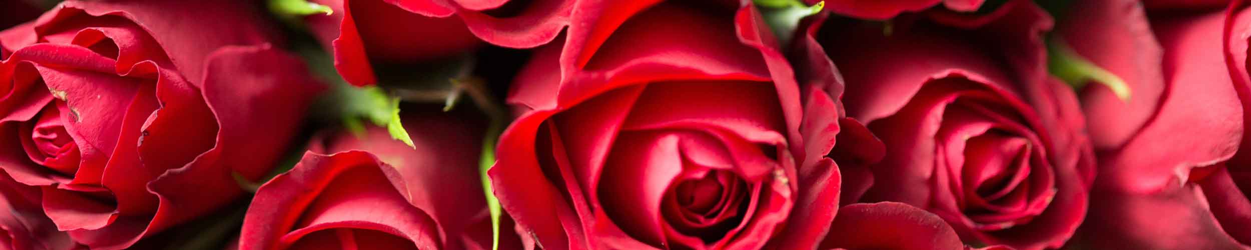 Rosen als Geschenk zum Muttertag