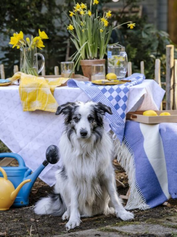 Tipps für 14 x Rebel-Outdoor dem Wunschzettel Rosa Tischdecke